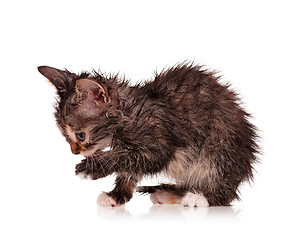 Image showing Wet kitten