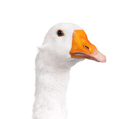 Image showing Domestic goose