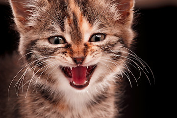 Image showing Cute kitten