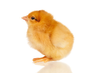 Image showing Little chicken