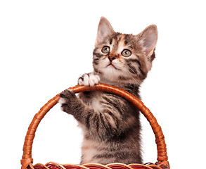 Image showing Cute kitten