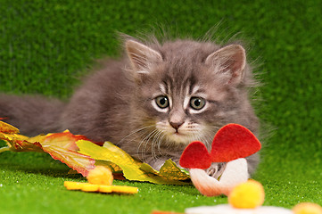 Image showing Cute gray kitten