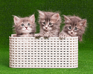 Image showing Cute gray kittens