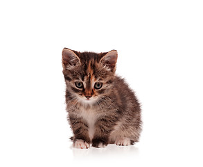 Image showing Cute kitten