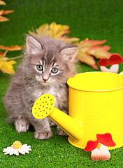 Image showing Cute gray kitten