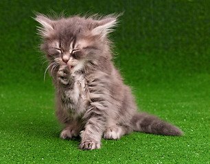 Image showing Cute kitten