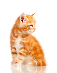 Image showing Red kitten