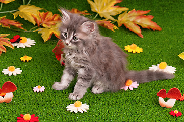 Image showing Cute gray kitten