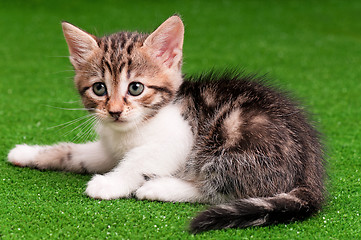 Image showing Cute kitten