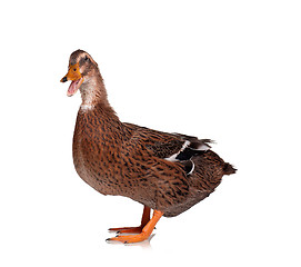 Image showing Domestic duck