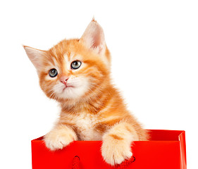 Image showing Red kitten