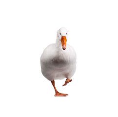 Image showing Domestic goose