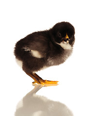 Image showing Little chicken