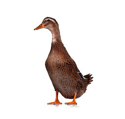 Image showing Domestic duck