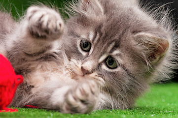 Image showing Cute gray kitten