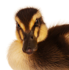 Image showing Domestic duckling