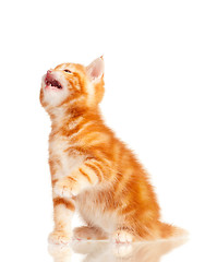 Image showing Red kitten