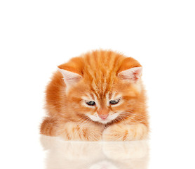 Image showing Red kitten