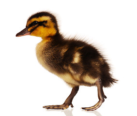 Image showing Domestic duckling