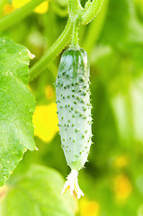 Image showing Green cucumber