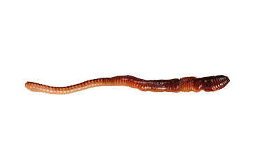 Image showing Earthworm