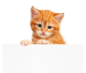 Image showing Red kitten