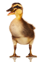 Image showing Domestic duckling