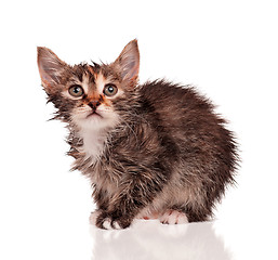 Image showing Wet kitten