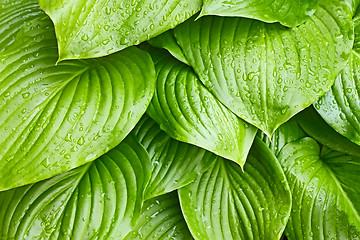 Image showing Hosta Tortilla Chip leaves with water drops