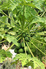 Image showing Papaya