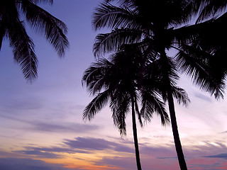 Image showing Palms in sunset