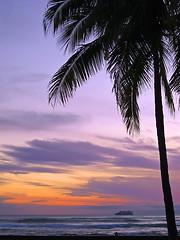 Image showing Palms in sunset