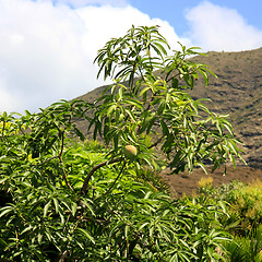 Image showing A Mango