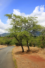 Image showing Tree at roadside