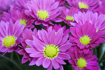 Image showing Aster