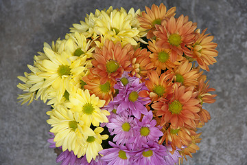 Image showing Multicolored Asters