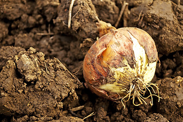 Image showing onion on acre