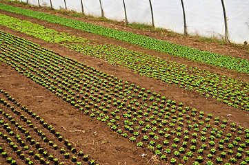 Image showing greenhouse with seedlings