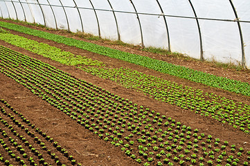 Image showing greenhouse with seedlings