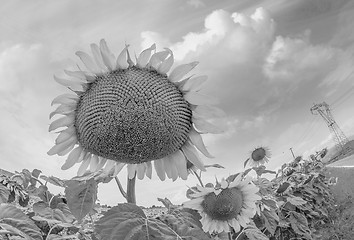 Image showing Beautiful landscape with sunflower field over cloudy blue sky an