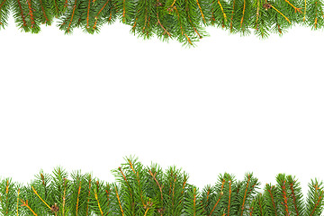 Image showing Background with fir