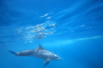 Image showing Wild Dolphins