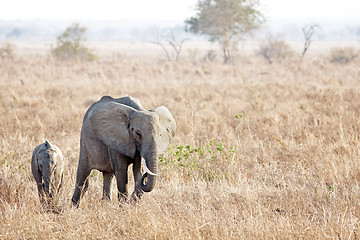 Image showing Wild Elephant