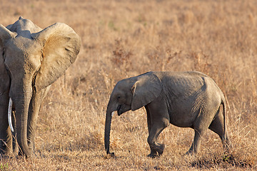 Image showing Wild Elephant