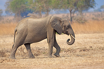 Image showing Wild Elephant