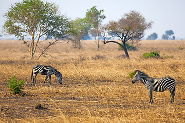 Image showing African Zebra