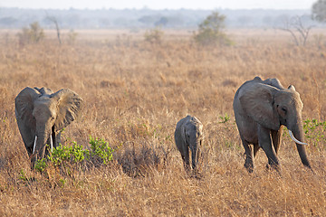 Image showing Wild Elephant