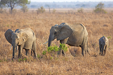 Image showing Wild Elephant