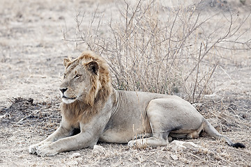 Image showing Wild lion