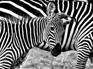 Image showing African Zebra